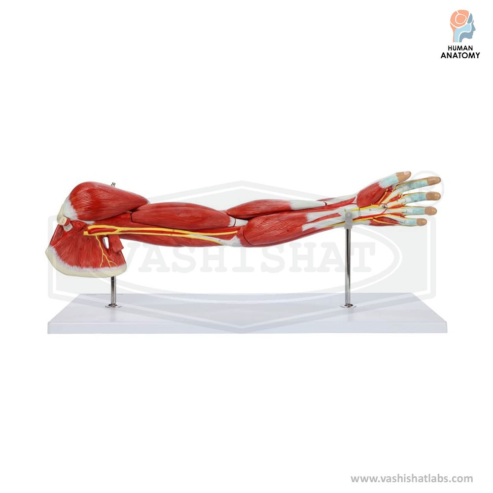 Human Muscular Arm Anatomical Model 